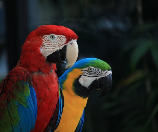 A scarlet macaw and a blue-and-gold macaw perched side by side.