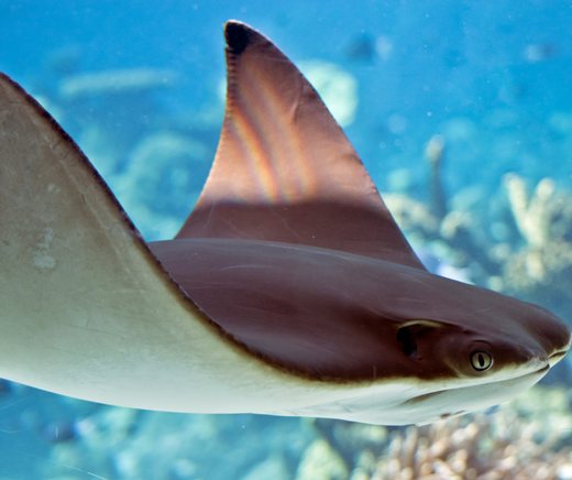 A ray gliding over a reef, seen from the side.