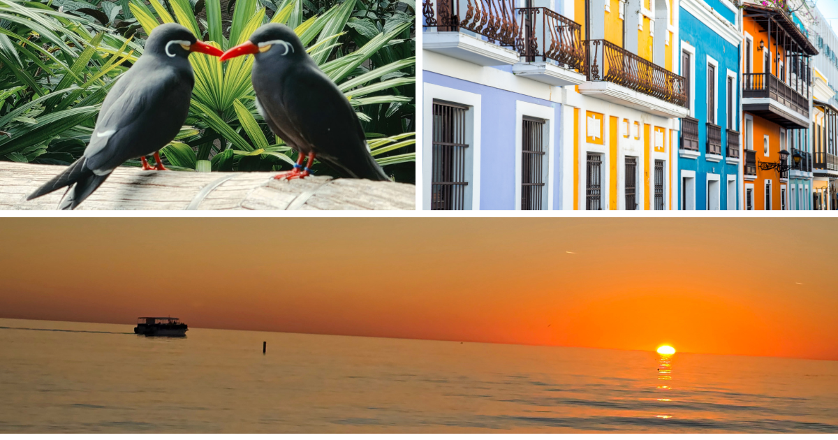 Two birds on a branch, a row of colorful balconies, and a boat on an orange sunset sea.