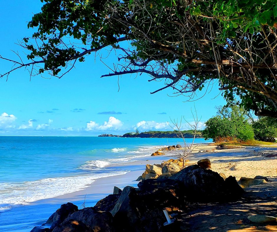 A rocky shoreline and turquoise water under a sea grape tree, with a small point of land in the distance.