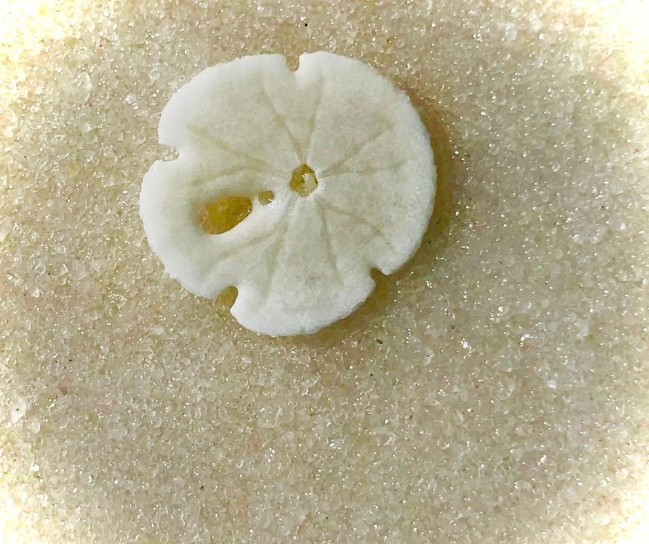A white sand dollar resting on fine pale sand.