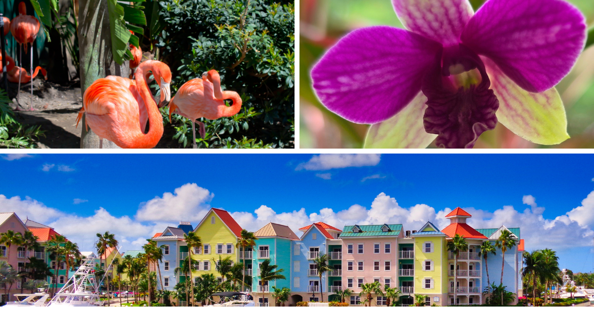 Pink flamingos among green plants, a purple orchid, and pastel waterfront buildings under a blue sky.